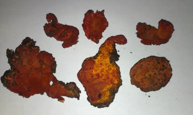 ANTRODIA CINNAMOMEA MYCELIUM EXTRACT 대표 사진