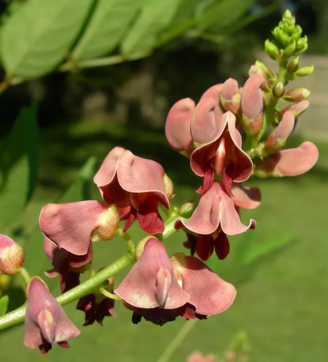 APIOS AMERICANA ROOT EXTRACT 대표 사진