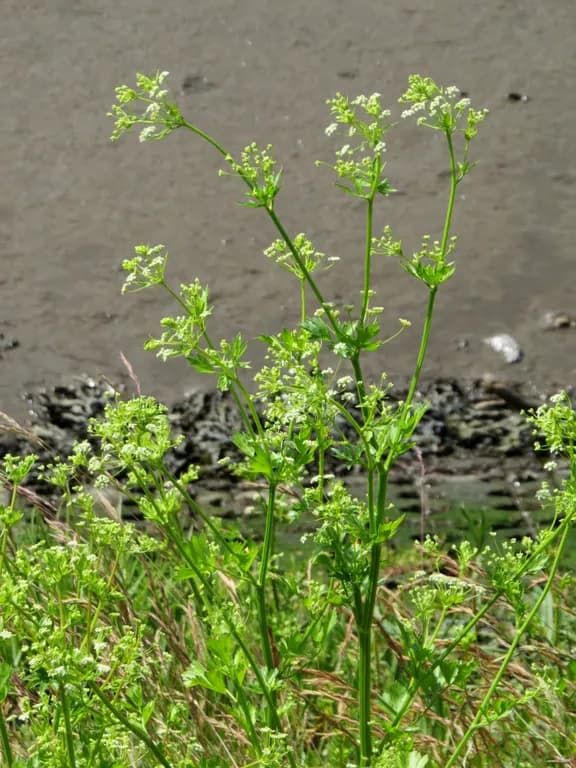 APIUM GRAVEOLENS CALLUS EXTRACT 대표 사진
