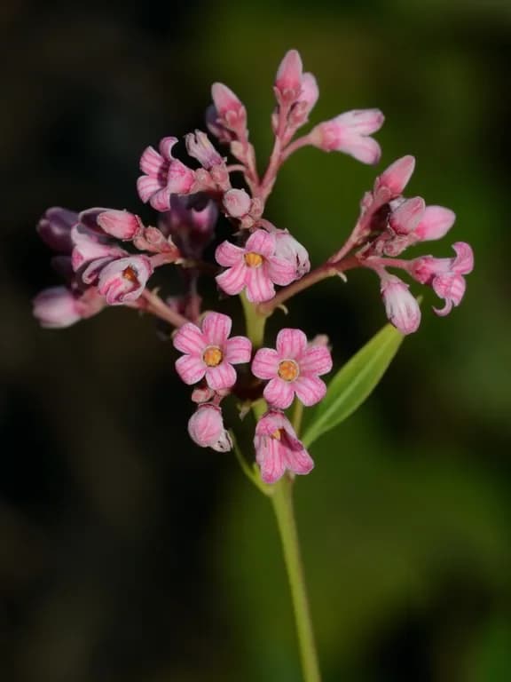 APOCYNUM VENETUM LEAF/STEM EXTRACT 대표 사진