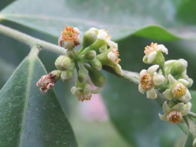 AQUILARIA AGALLOCHA OIL 대표 사진