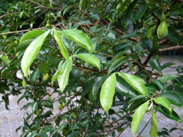 AQUILARIA SINENSIS LEAF EXTRACT 대표 사진