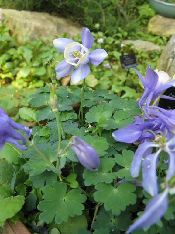 AQUILEGIA SIBIRICA FLOWER/LEAF/STEM EXTRACT 대표 사진
