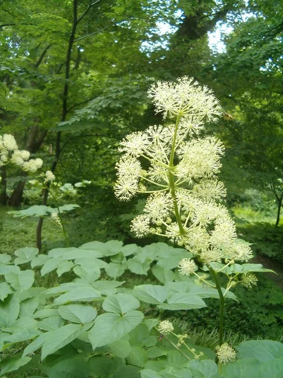 ARALIA CORDATA ROOT EXTRACT 대표 사진