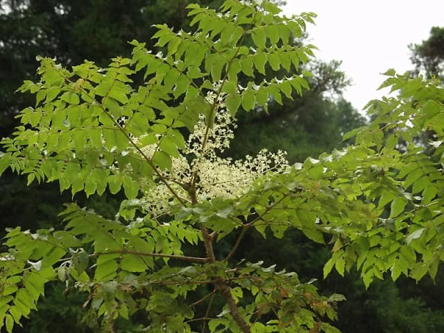 ARALIA ELATA LEAF EXTRACT 대표 사진