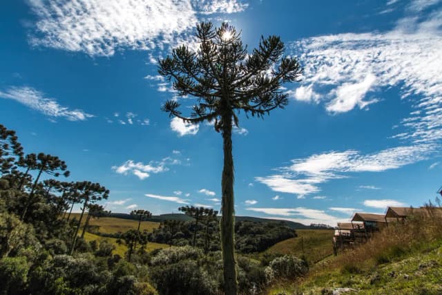 ARAUCARIA ANGUSTIFOLIA SEEDCOAT EXTRACT 대표 사진