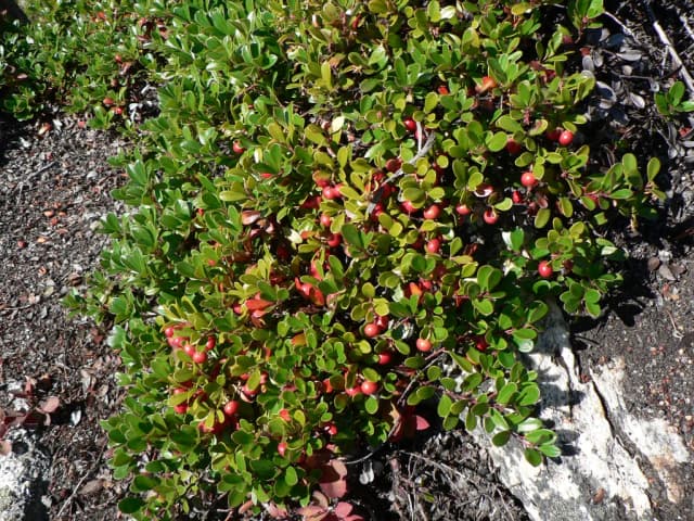 ARCTOSTAPHYLOS UVA-URSI LEAF POWDER 대표 사진