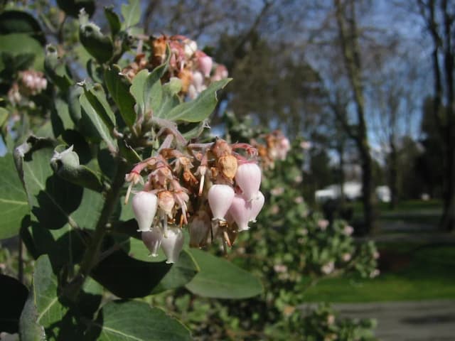 ARCTOSTAPHYLOS VISCIDA LEAF EXTRACT 대표 사진
