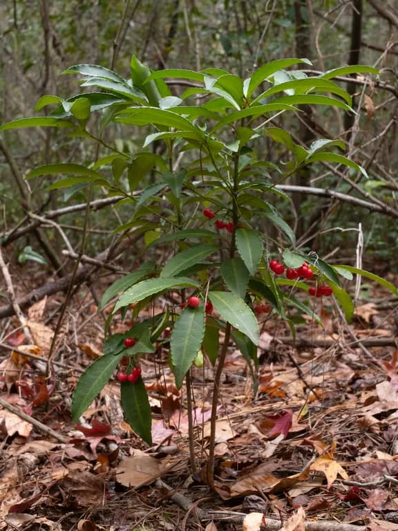 ARDISIA CRENATA EXTRACT 대표 사진