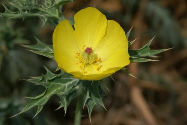 ARGEMONE MEXICANA CALLUS EXTRACT 대표 사진