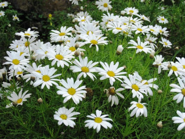 ARGYRANTHEMUM FRUTESCENS FLOWER EXTRACT 대표 사진
