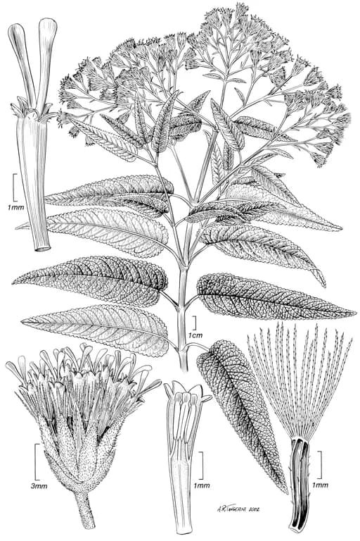 ARISTEGUIETIA GLUTINOSA LEAF EXTRACT 대표 사진
