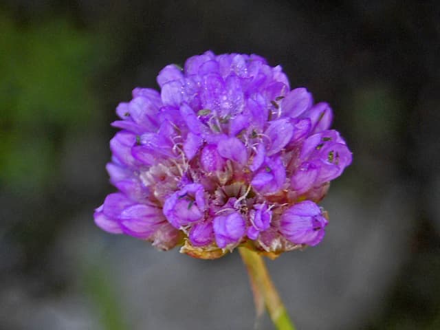 ARMERIA ALPINA LEAF CELL EXTRACT 대표 사진