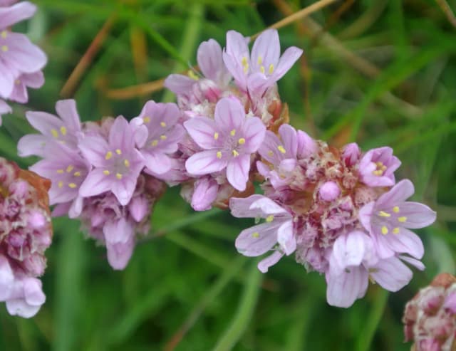 ARMERIA MARITIMA EXTRACT 대표 사진