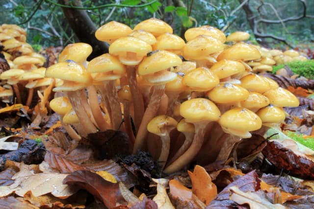 ARMILLARIA MELLEA MYCELIUM EXTRACT 대표 사진