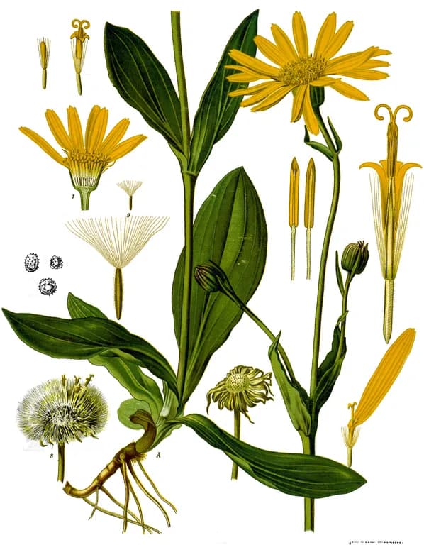 ARNICA MONTANA EXTRACT 대표 사진