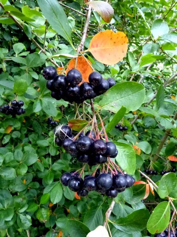 ARONIA MELANOCARPA CALLUS EXTRACT 대표 사진