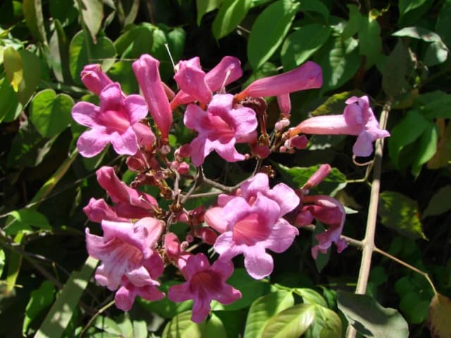ARRABIDAEA CHICA LEAF/STEM EXTRACT 대표 사진