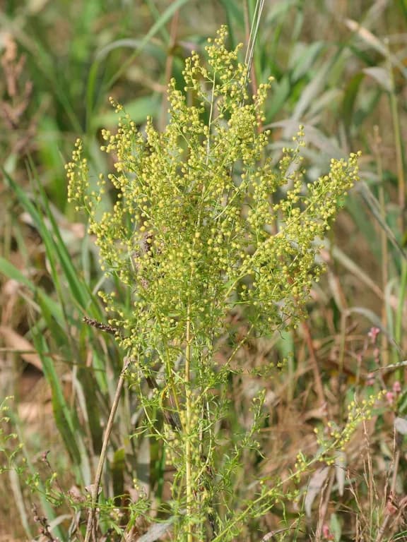 ARTEMISIA ANNUA CALLUS EXTRACT 대표 사진