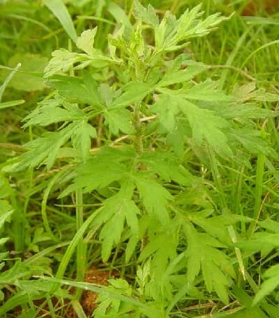 ARTEMISIA ARGYI JUICE VESICLES 대표 사진