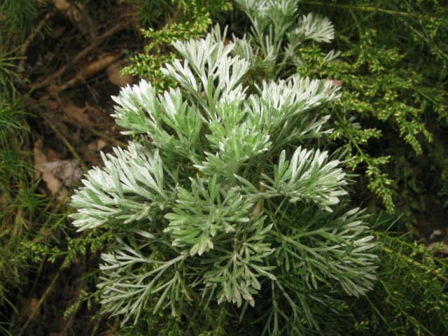 ARTEMISIA CAPILLARIS FLOWER/LEAF/STEM EXTRACT 대표 사진