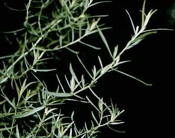 ARTEMISIA DRACUNCULUS SEED/ANTHEMIS NOBILIS SEED/HYPERICUM ANDROSAEMUM SEED EXTRACT 대표 사진