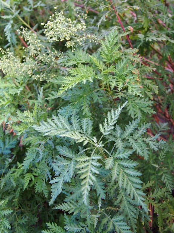 ARTEMISIA GMELINII LEAF/STEM/TWIG EXTRACT 대표 사진