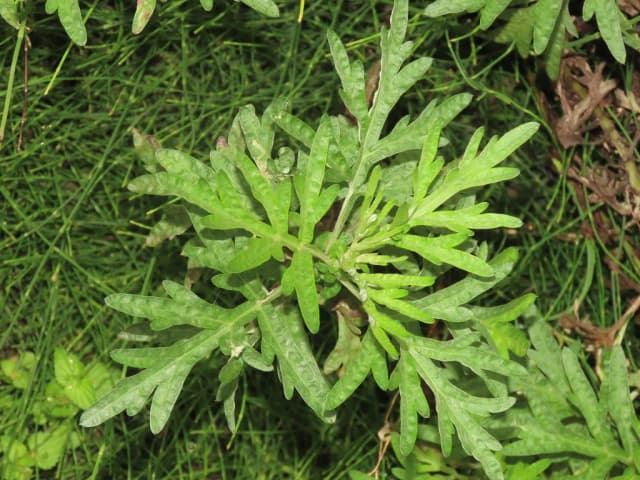 ARTEMISIA INDICA LEAF EXTRACT 대표 사진