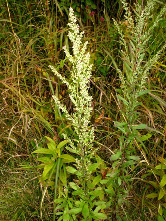 ARTEMISIA JAPONICA EXTRACT 대표 사진
