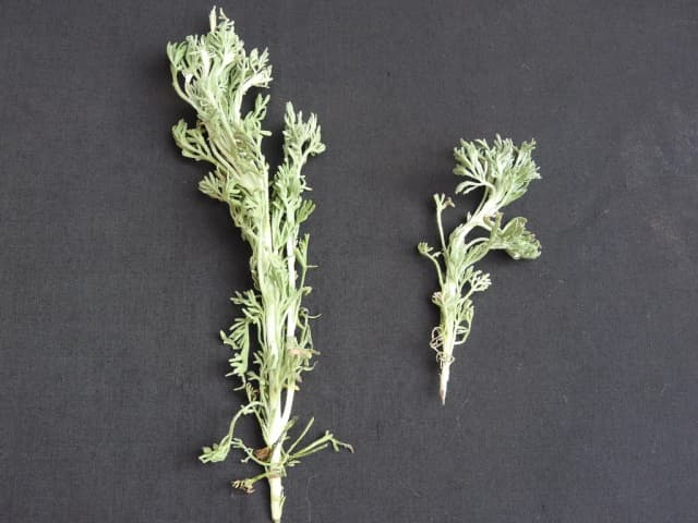 ARTEMISIA PALLENS FLOWER OIL 대표 사진