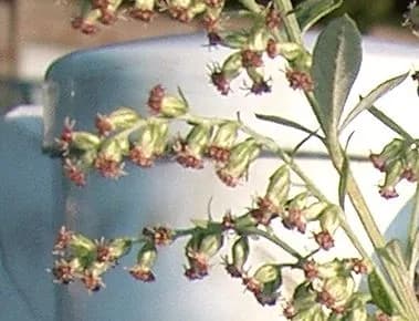 ARTEMISIA PRINCEPS LEAF VESICLES 대표 사진