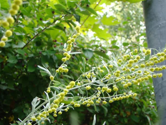 ARTEMISIA SIEVERSIANA FLOWER/LEAF OIL 대표 사진