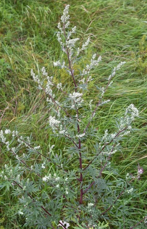 ARTEMISIA VULGARIS LEAF EXTRACT 대표 사진