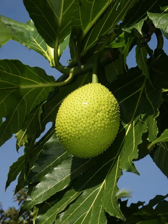 ARTOCARPUS ALTILIS WOOD EXTRACT 대표 사진
