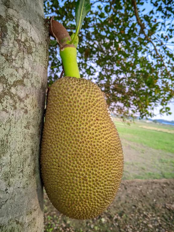 ARTOCARPUS HETEROPHYLLUS FRUIT EXTRACT 대표 사진