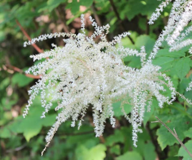 ARUNCUS AETHUSIFOLIUS EXTRACT 대표 사진