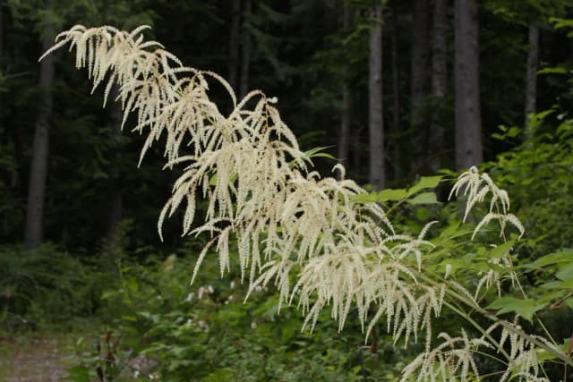ARUNCUS DIOICUS ROOT EXTRACT 대표 사진