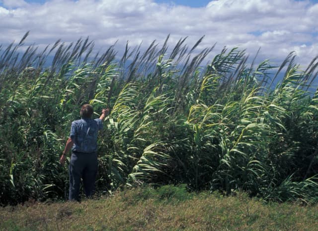 ARUNDO DONAX STEM EXTRACT 대표 사진