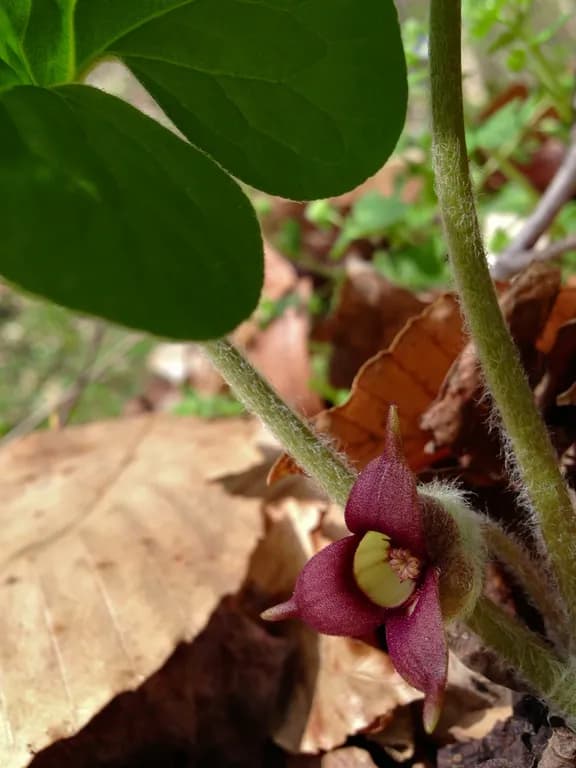 ASARUM CANADENSE ROOT OIL 대표 사진