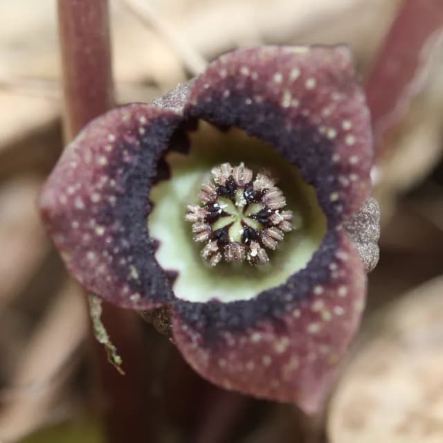 ASARUM SIEBOLDII RHIZOME/ROOT EXTRACT 대표 사진
