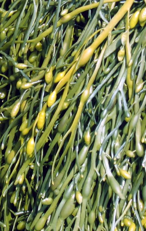 ASCOPHYLLUM NODOSUM WATER 대표 사진