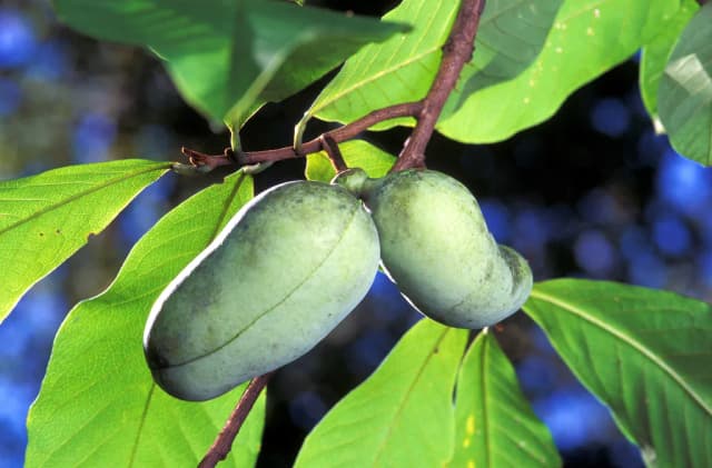 ASIMINA TRILOBA LEAF EXTRACT 대표 사진