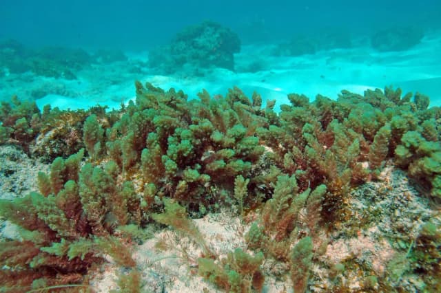 ASPARAGOPSIS TAXIFORMIS EXTRACT 대표 사진