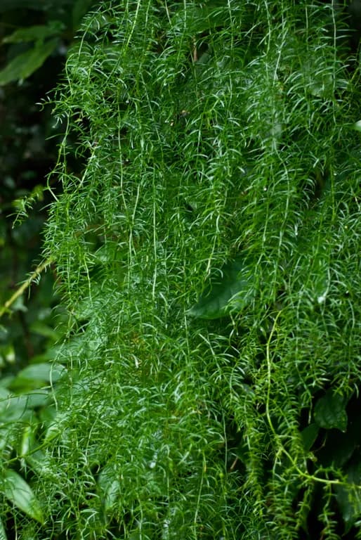 ASPARAGUS COCHINCHINENSIS ROOT EXTRACT 대표 사진