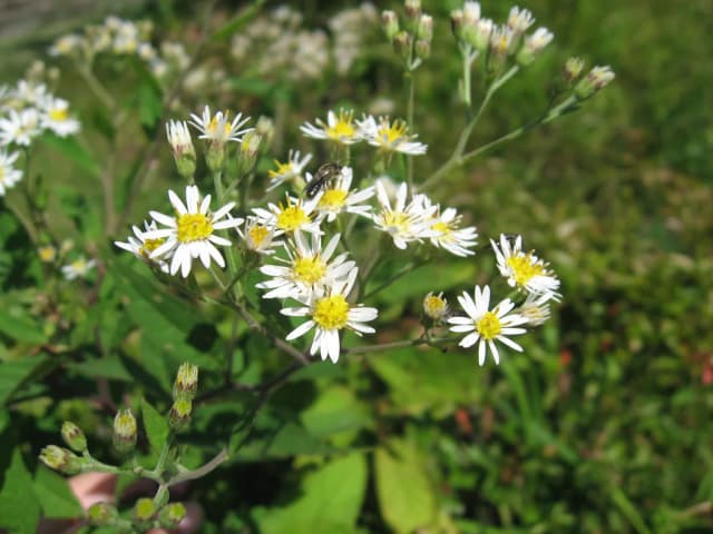 ASTER GLEHNII EXTRACT 대표 사진
