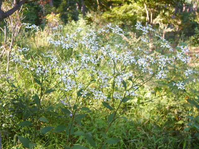 ASTER SCABER EXTRACT 대표 사진