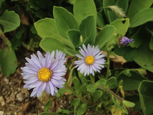 ASTER SPATHULIFOLIUS LEAF/STEM EXTRACT 대표 사진