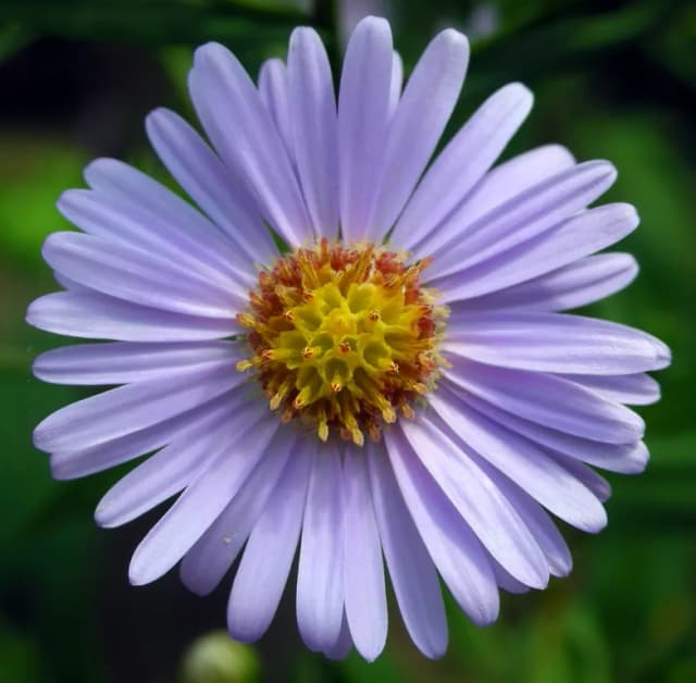 ASTER TATARICUS ROOT/RHIZOME EXTRACT 대표 사진