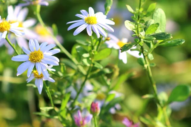 ASTER YOMENA EXTRACT 대표 사진