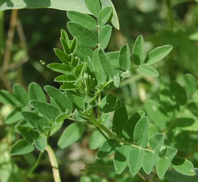 ASTRAGALUS MEMBRANACEUS CALLUS EXTRACT 대표 사진